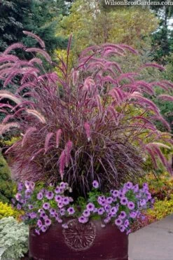 Purple Fountain Grass (Pennisetum Rubrum) - 1 Gallon Pot