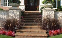 Purple Fountain Grass (Pennisetum Rubrum) - 5 Pack Of Quart Pots -Plant Lover House Shop pennisetum rubrum purple fountain grass 104 1