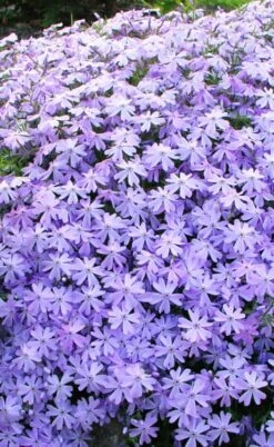 Blue Creeping Phlox - 1 Gallon Pot -Plant Lover House Shop phlox subulata blue creeping 1