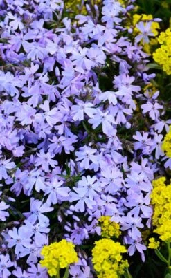 Blue Creeping Phlox - 1 Gallon Pot -Plant Lover House Shop phlox subulata blue creeping 2
