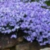 Blue Creeping Phlox - 1 Gallon Pot -Plant Lover House Shop phlox subulata blue creeping 3