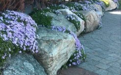 Blue Creeping Phlox - 1 Gallon Pot -Plant Lover House Shop phlox subulata blue creeping 4