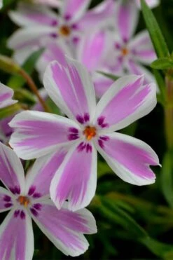 Candy Stripe Creeping Phlox - 5 Pack Of Quart Pots -Plant Lover House Shop phlox subulata candy stripe creeping 21