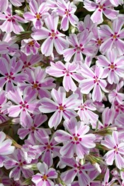Candy Stripe Creeping Phlox - 1 Gallon Pot 12 Candy Stripe Creeping Phlox - 1 Gallon Pot -Plant Lover House Shop phlox subulata candy stripe creeping 25 1