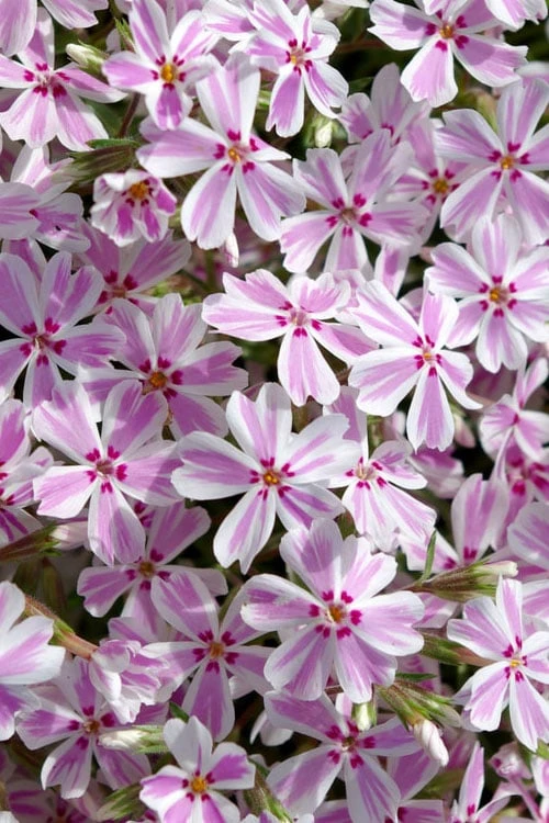 Candy Stripe Creeping Phlox - 1 Gallon Pot 7 Candy Stripe Creeping Phlox - 1 Gallon Pot - Image 5