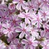 Candy Stripe Creeping Phlox - 5 Pack Of Pint Pots -Plant Lover House Shop phlox subulata candy stripe creeping 25 2