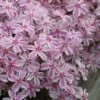 Candy Stripe Creeping Phlox - 1 Gallon Pot -Plant Lover House Shop phlox subulata candy stripe creeping 27 1