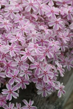 Candy Stripe Creeping Phlox - 1 Gallon Pot