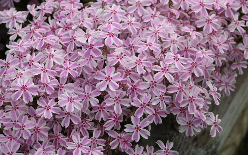 Candy Stripe Creeping Phlox - 1 Gallon Pot 8 Candy Stripe Creeping Phlox - 1 Gallon Pot - Image 6
