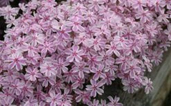 Candy Stripe Creeping Phlox - 5 Pack Of Pint Pots 13 Candy Stripe Creeping Phlox - 5 Pack Of Pint Pots -Plant Lover House Shop phlox subulata candy stripe creeping 29 2