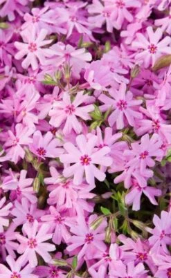 Pink Creeping Phlox - 6 Pack Of 1 Gallon Pots -Plant Lover House Shop phlox subulata pink creeping 1