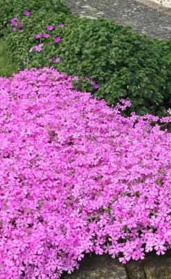 Pink Creeping Phlox - 18 Pack Of Pint Pots -Plant Lover House Shop phlox subulata pink creeping 2 1