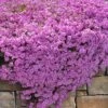 Pink Creeping Phlox - 18 Pack Of Pint Pots -Plant Lover House Shop phlox subulata pink creeping phlox 200 1