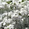 White Creeping Phlox - 1 Gallon Pot -Plant Lover House Shop phlox subulata white 1