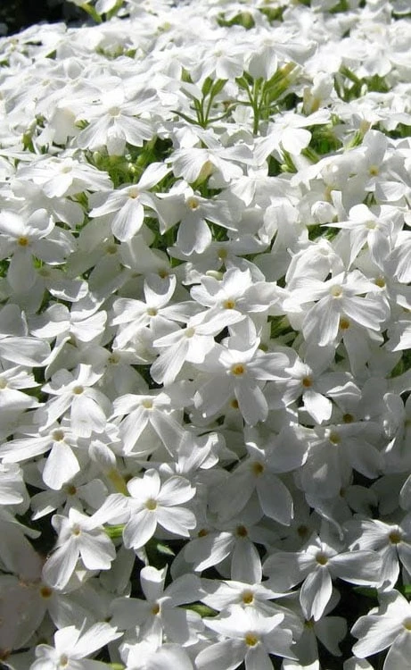 White Creeping Phlox - 1 Gallon Pot 3 White Creeping Phlox - 1 Gallon Pot