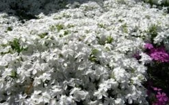 White Creeping Phlox - 1 Gallon Pot 9 White Creeping Phlox - 1 Gallon Pot -Plant Lover House Shop phlox subulata white 2