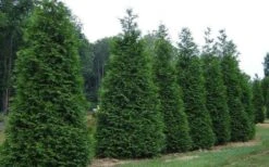 Green Giant Arborvitae - 7 Gallon Pot (5-6') -Plant Lover House Shop picture arborvitae green giant 2
