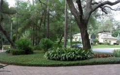 Asian Jasmine (Trachelospermum Asiaticum) - 36 Pack Of 3.5" Pint Pots -Plant Lover House Shop picture asian jasmine 8 1