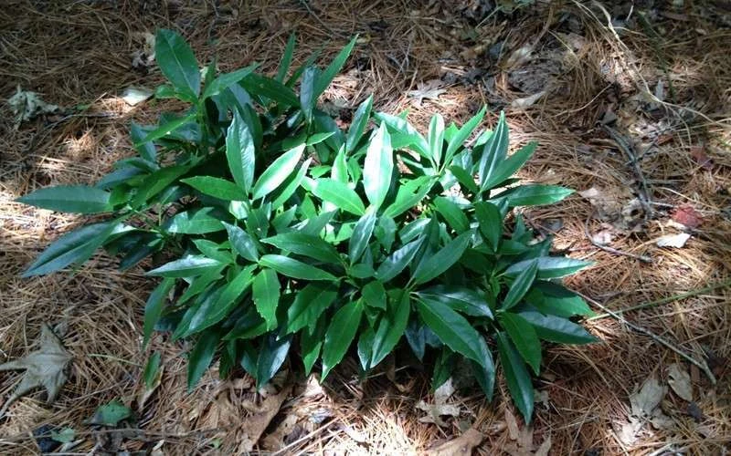 Dwarf Green Aucuba - Japanese Laurel - 1 Gallon Pot 8 Dwarf Green Aucuba - Japanese Laurel - 1 Gallon Pot - Image 6