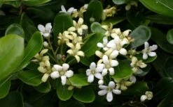 Green Pittosporum (Japanese Mock Orange) - 3 Gallon Pot -Plant Lover House Shop pittosporum20green203