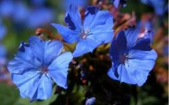 Hardy Blue Plumbago - Ceratostigma Plumbaginoides - 10 Pack Of Pint Pots -Plant Lover House Shop plumbago hardy blue perennial