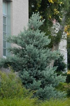 Blue Podocarpus Yew - 7 Gallon Pot -Plant Lover House Shop podocarpus elongatus blue podocarpus 1