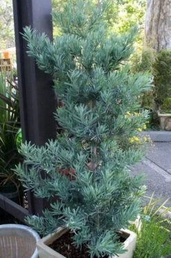 Blue Podocarpus Yew - 7 Gallon Pot -Plant Lover House Shop podocarpus elongatus blue podocarpus 4