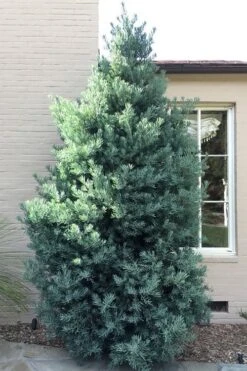 Blue Podocarpus Yew - 3 Gallon Pot -Plant Lover House Shop podocarpus elongatus blue podocarpus 5 1