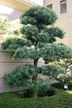 Blue Podocarpus Yew - 7 Gallon Pot -Plant Lover House Shop podocarpus elongatus blue podocarpus 6