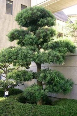 Podocarpus Macrophyllus Upright Yew - 7 Gallon Pot (3-4') 15 Podocarpus Macrophyllus Upright Yew - 7 Gallon Pot (3-4') -Plant Lover House Shop podocarpus macrophyllus upright yew 102 1