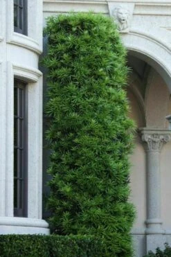 Podocarpus Macrophyllus Upright Yew - 7 Gallon Pot (3-4') 14 Podocarpus Macrophyllus Upright Yew - 7 Gallon Pot (3-4') -Plant Lover House Shop podocarpus macrophyllus upright yew 104 1