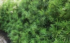 Podocarpus Macrophyllus Upright Yew - 7 Gallon Pot (4-5') -Plant Lover House Shop podocarpus macrophyllus upright yew 105