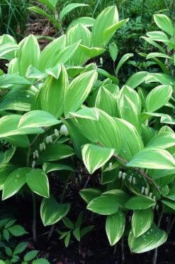 Variegated Solomons Seal (Polygonatum Falcatum 'Variegatum') - 1 Gallon Pot -Plant Lover House Shop polygonatum falcatum variegatum solomons seal 11