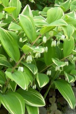Variegated Solomons Seal (Polygonatum Falcatum 'Variegatum') - 1 Gallon Pot -Plant Lover House Shop polygonatum falcatum variegatum solomons seal 12