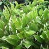 Variegated Solomons Seal (Polygonatum Falcatum 'Variegatum') - 1 Gallon Pot -Plant Lover House Shop polygonatum falcatum variegatum solomons seal 13