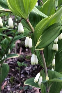 Variegated Solomons Seal (Polygonatum Falcatum 'Variegatum') - 1 Gallon Pot -Plant Lover House Shop polygonatum falcatum variegatum solomons seal 4