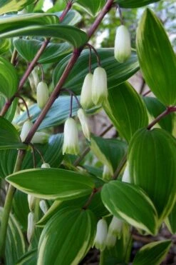 Variegated Solomons Seal (Polygonatum Falcatum 'Variegatum') - 1 Gallon Pot -Plant Lover House Shop polygonatum falcatum variegatum solomons seal 5