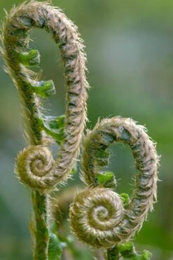 Western Sword Fern (Polystichum Munitum) - 1 Gallon Pot -Plant Lover House Shop polystichum munitum western sword fern 2