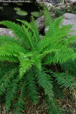 Western Sword Fern (Polystichum Munitum) - 1 Gallon Pot -Plant Lover House Shop polystichum munitum western sword fern 4