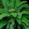 Western Sword Fern (Polystichum Munitum) - 1 Gallon Pot -Plant Lover House Shop polystichum munitum western sword fern 7