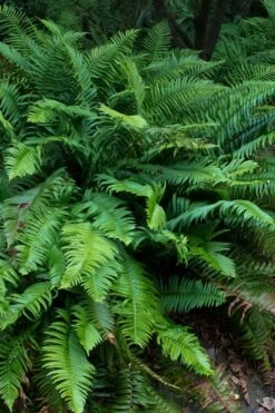 Western Sword Fern (Polystichum Munitum) - 1 Gallon Pot -Plant Lover House Shop polystichum munitum western sword fern 8