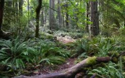 Western Sword Fern (Polystichum Munitum) - 1 Gallon Pot -Plant Lover House Shop polystichum munitum western sword fern 9