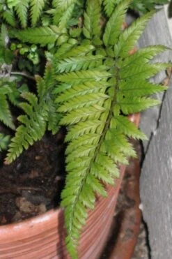 Korean Rock Fern - 1 Gallon Pot -Plant Lover House Shop polystichum tsus simense korean rock fern 1 1