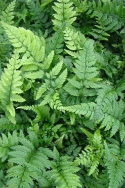 Korean Rock Fern - 6 Pack Of 1 Gallon Pots -Plant Lover House Shop polystichum tsus simense korean rock fern 5