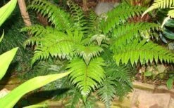 Korean Rock Fern - 6 Pack Of 1 Gallon Pots -Plant Lover House Shop polystichum tsus simense korean rock fern 6