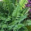 Korean Rock Fern - 1 Gallon Pot -Plant Lover House Shop polystichum tsus simense korean rock fern 8 1