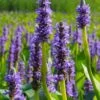 Heartleaf Purple Pickerel Weed (Pontaderia Cordata) - 1 Gallon Pot -Plant Lover House Shop pontaderia cordata pickerel weed 20