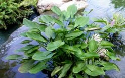 Heartleaf Purple Pickerel Weed (Pontaderia Cordata) - 6 Pack Of 1 Gallon Pot -Plant Lover House Shop pontederia cordata pickerel weed 3 2