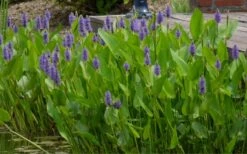 Heartleaf Purple Pickerel Weed (Pontaderia Cordata) - 8 Pack Of 1 Gallon Pot -Plant Lover House Shop pontederia cordata pickerel weed 4 1