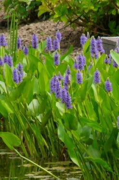 Heartleaf Purple Pickerel Weed (Pontaderia Cordata) - 8 Pack Of 1 Gallon Pot -Plant Lover House Shop pontederia cordata pickerel weed 5 1